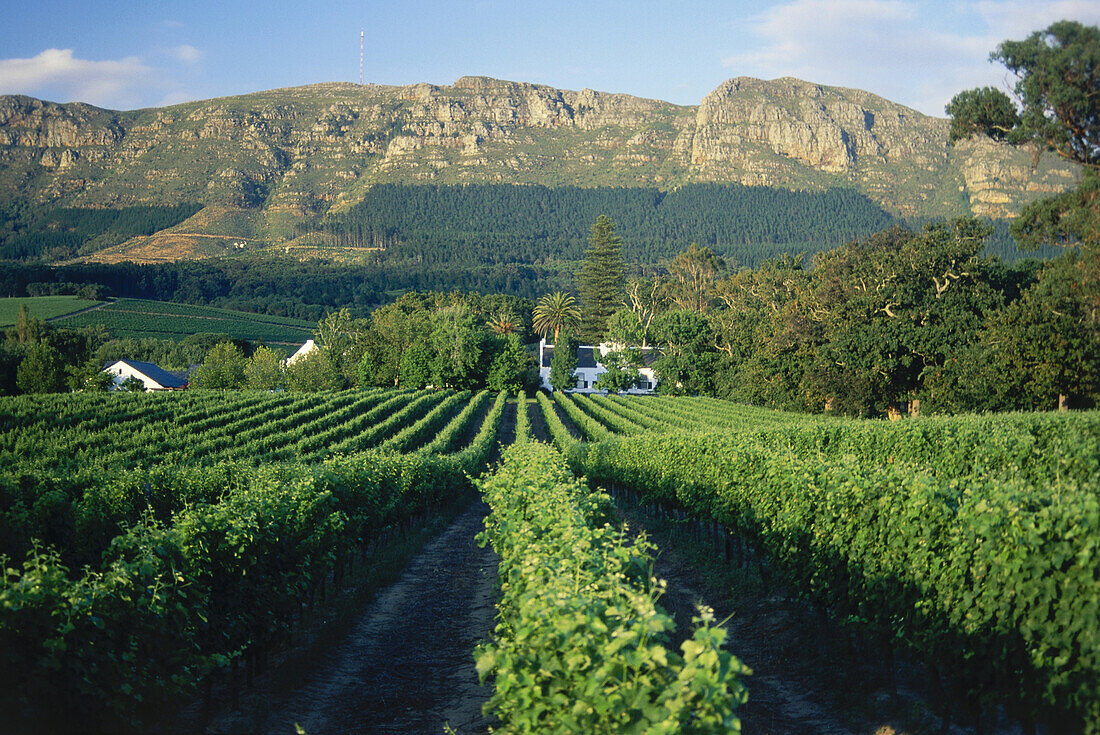 View over Buitenverwachting with Constantiaberg mountains in the backround, Constantia, South Africa