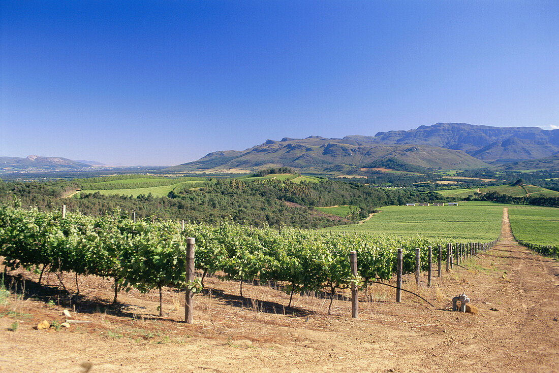 Bellingham Weingut, Franschhoek, Westkap, Südafrika, Afrika