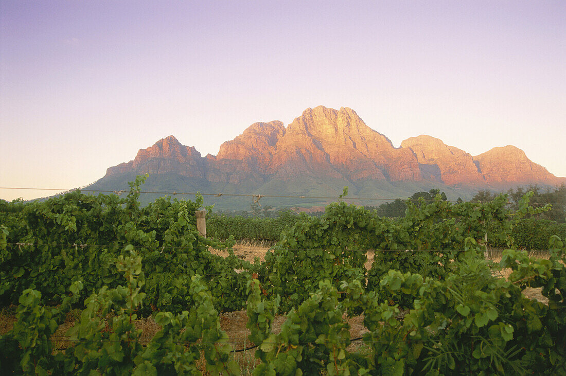 View towards Simonsberg at sunrise from the Franschhoek Valley, Western Cape, South Africa, Africa