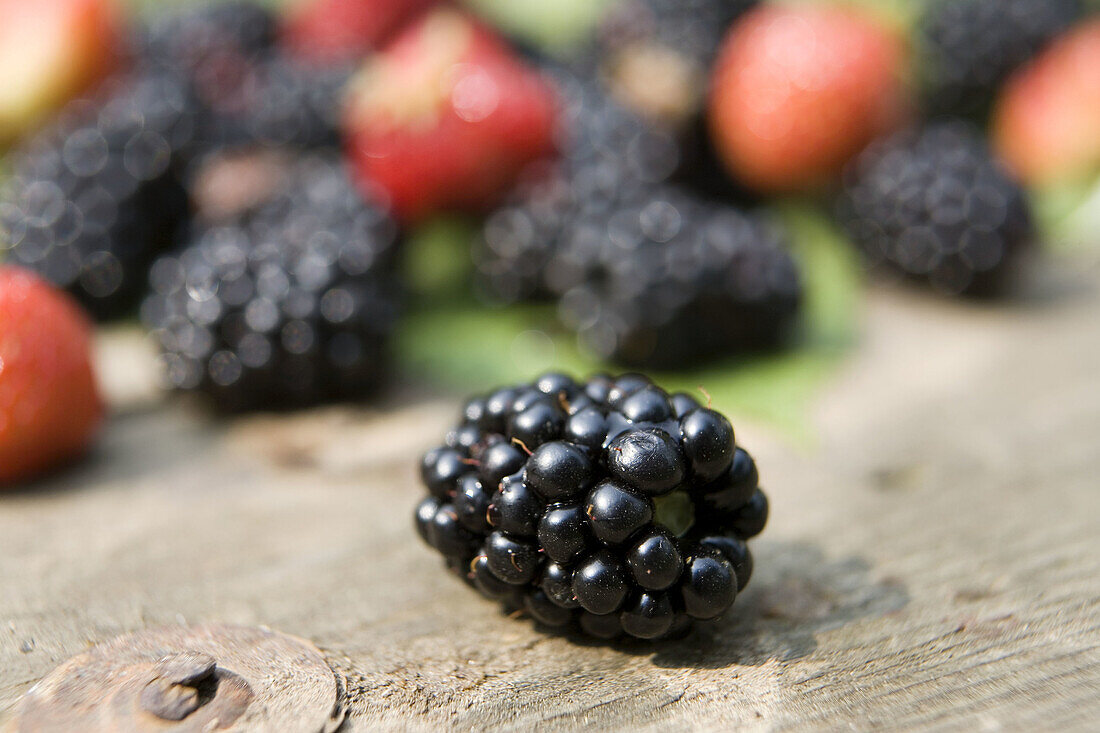 Aussen, Beere, Beeren, Botanik, Detail, Details, Draussen, Ernährung, Farbe, Fokus, Frucht, Früchte, Horizontal, Maulbeere, Maulbeeren, Nahrung, Nahrungsmittel, Natur, Pflanze, Pflanzen, Stilleben, Süß, Tageszeit, Vegetation, L28-643577, agefotostock