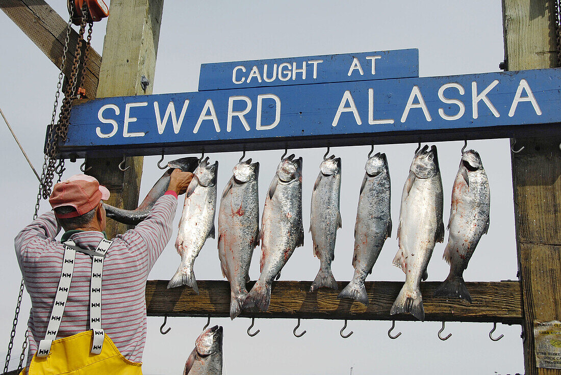Fisherman Hangs Caught Fish from Fishing Charter at Seward Alaska Dock Area Boat Harbor AK U S United States Kenai Peninsula Resurrection Bay