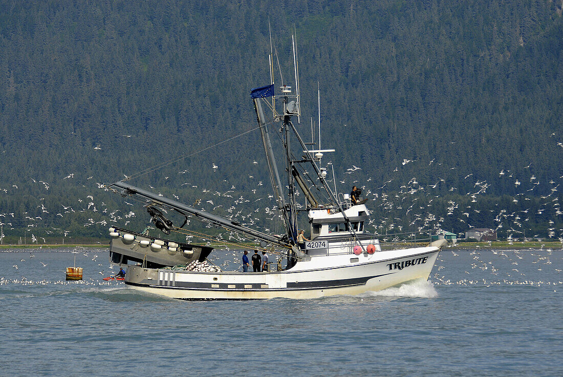 Commercial Fishing Boats surrounded by seagulls in Seward Alaska AK U S United States Kenai Peninsula Resurrection Bay charter commercial fishermen seagulls