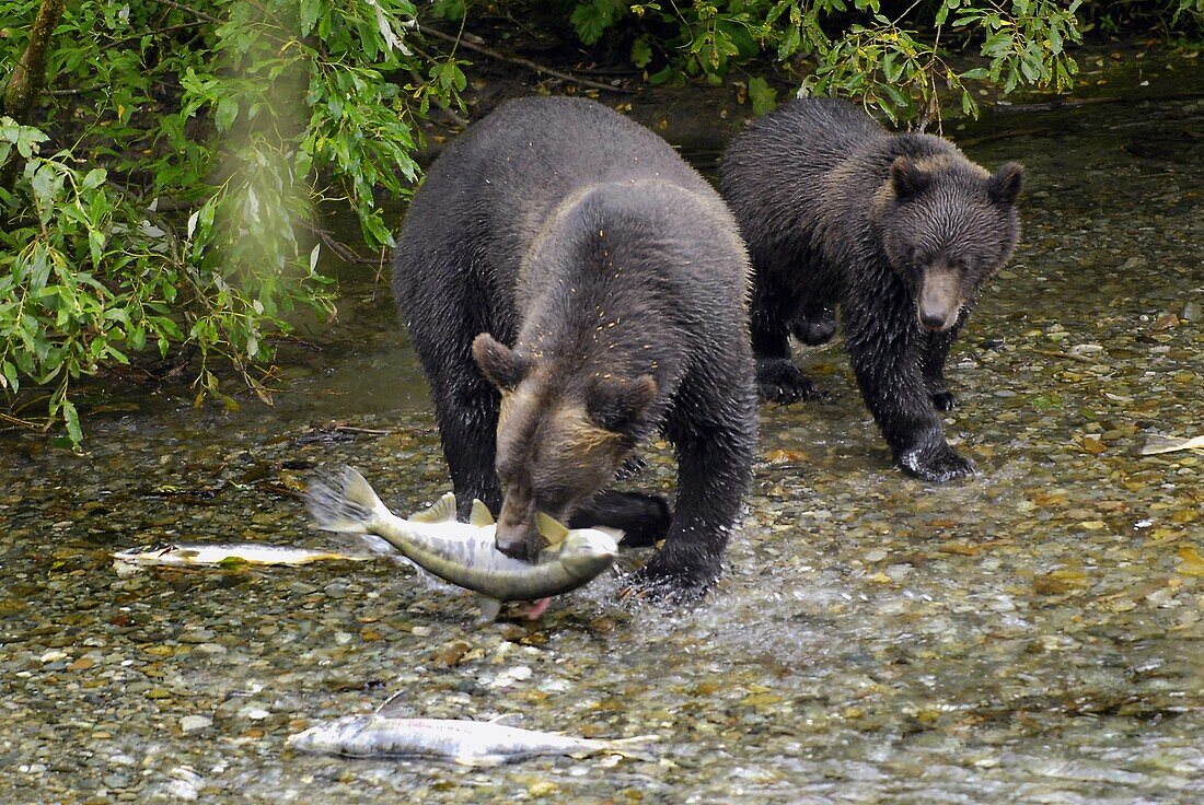 Black Bear catching and eating Salmon at Fish Creek Wildlife Observation Site Tongass National Forest near Hyder Alaska AK US United States nature animals predator predatory survival instinct