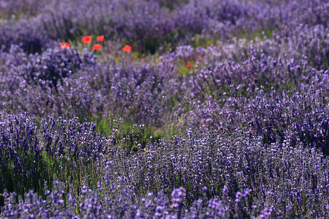 Lavender (Lavandula angustifolia) and poppies, Vaucluse, Provence, France