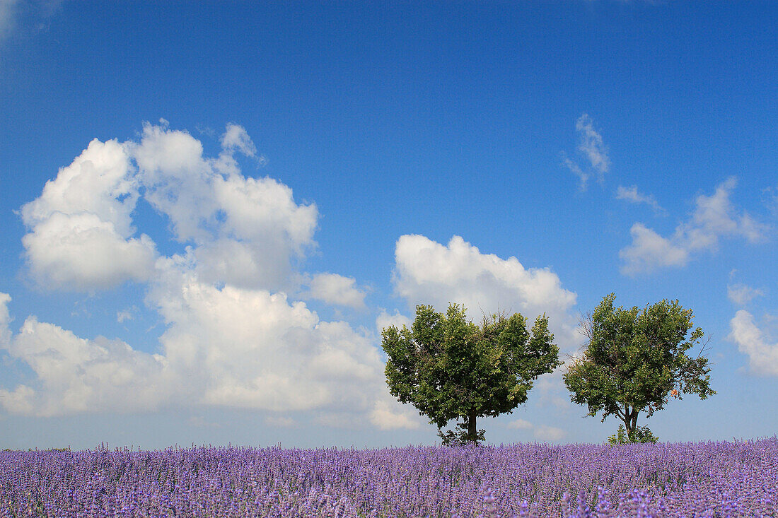 Lavender (Lavandula angustifolia) and Oak tree, Eiche, Vaucluse, Provence, France