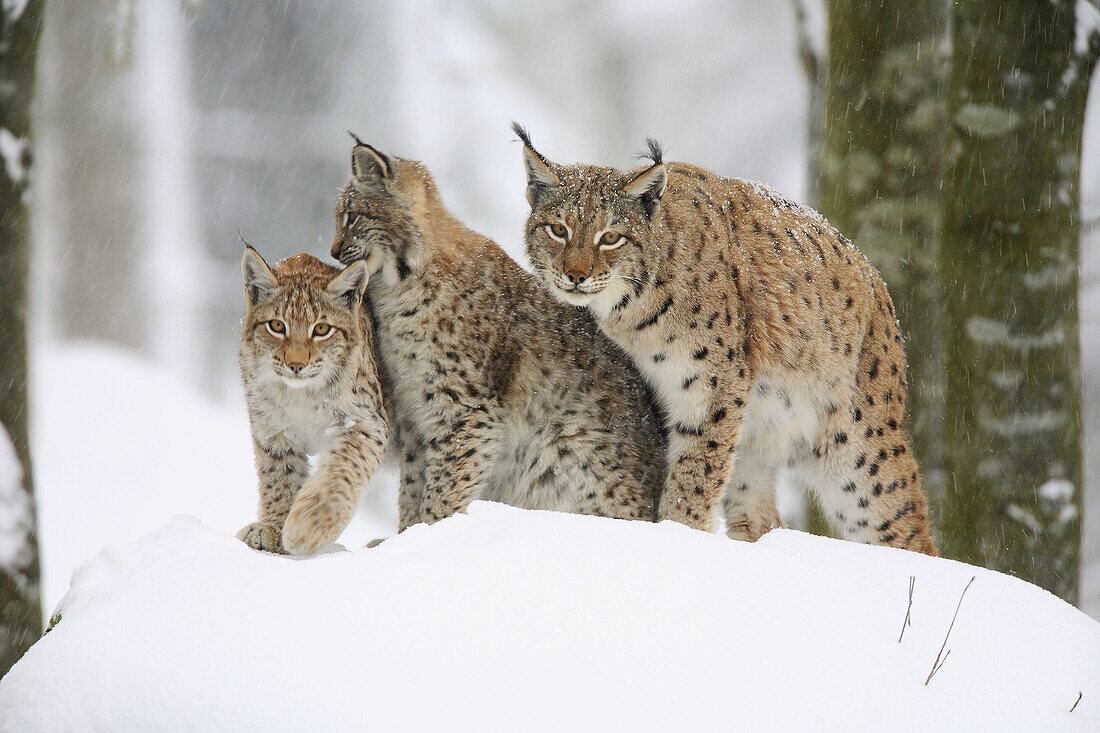 Lynx (Lynx lynx). National Park Bavarian Forest. Germany.
