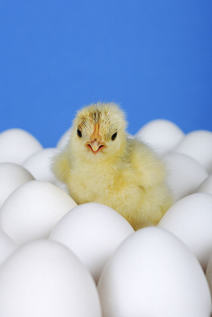 Chick amongst white eggs, one day old, Switzerland