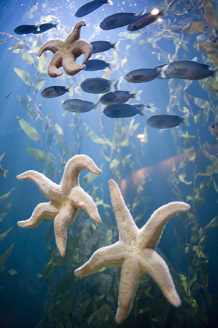 Oceanogràfic, aquarium. City of Arts and Sciences, Valencia. Spain.