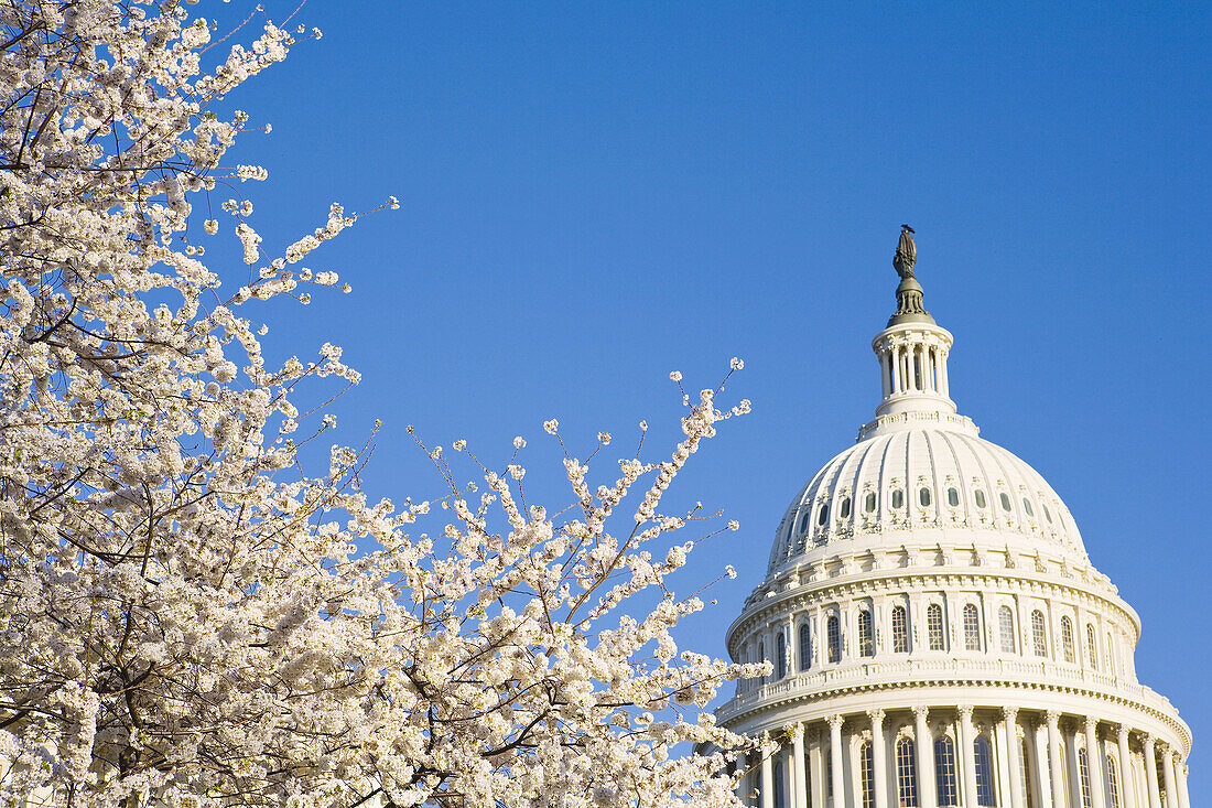 Capitol Building and Cherry Blossom.  Washington D.C. USA