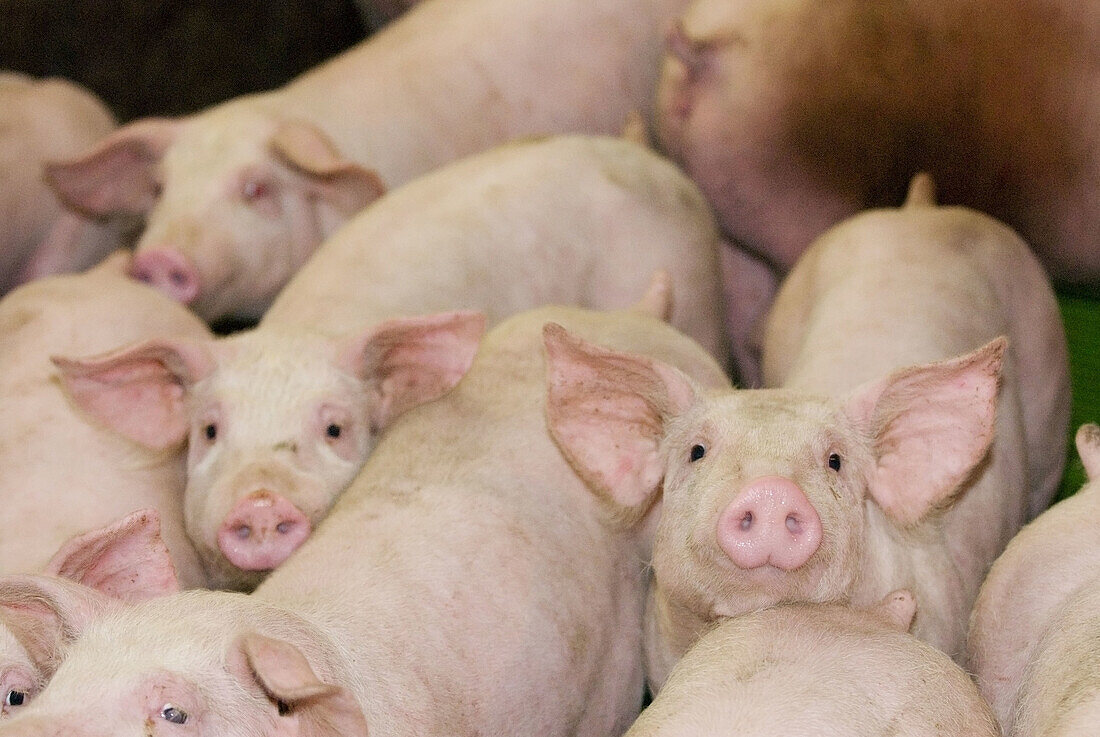 Auktion, Aussen, Draussen, Eingeschlossen, Einzelhandel, Farbe, Gruppe, Gruppen, Hürde, Hürden, Land, Ländlich, Säugetier, Säugetiere, Schwein, Schweine, Tageszeit, Tier, Tiere, Verkauf, Verkaufen, Versteigerung, Versteigerungen, Vieh, Viehzucht, Viele, V