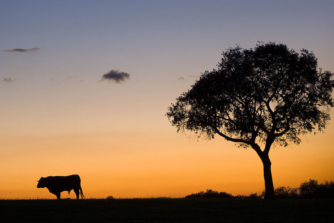 Bull and holm oak at sunset. Jaen province, Andalucia, Spain