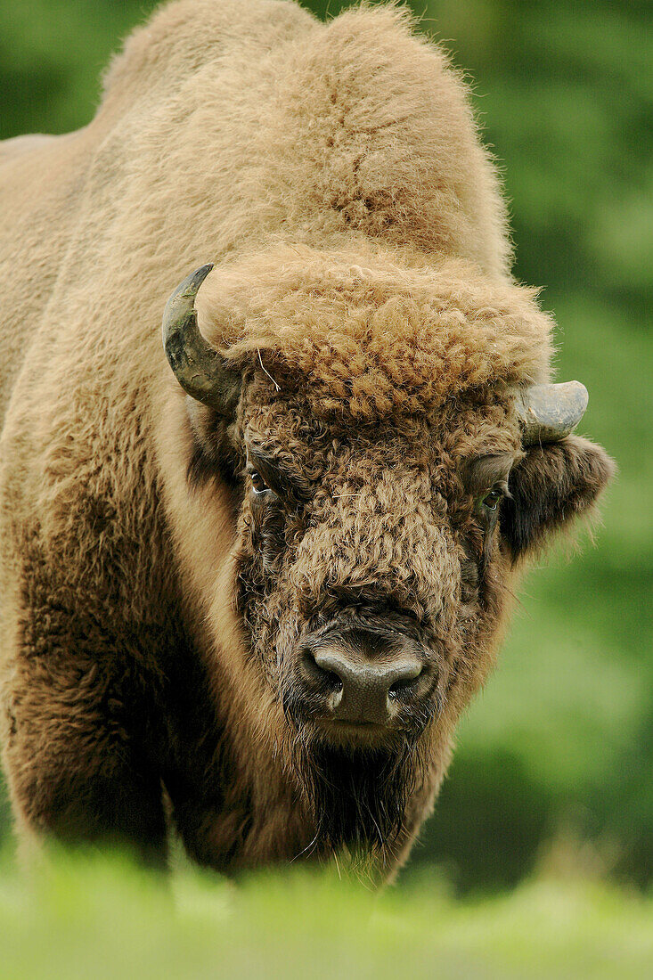 Wisent, bull, (Bison bonasus)