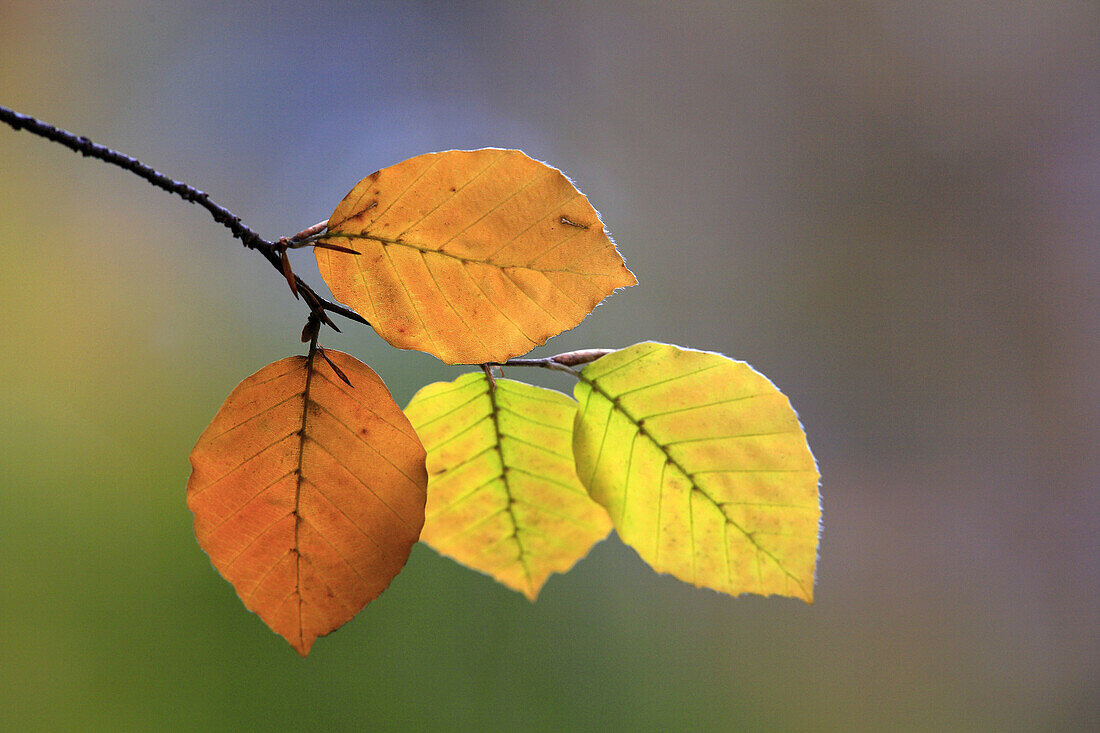 Beech Tree (Fagus sylvatica), Autumn.