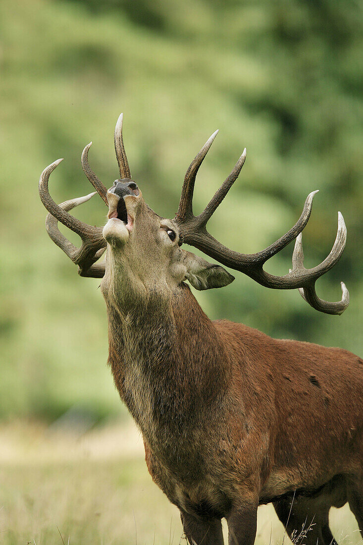 Red deer (Cervus elaphus), male, call, calling, rut, rutting