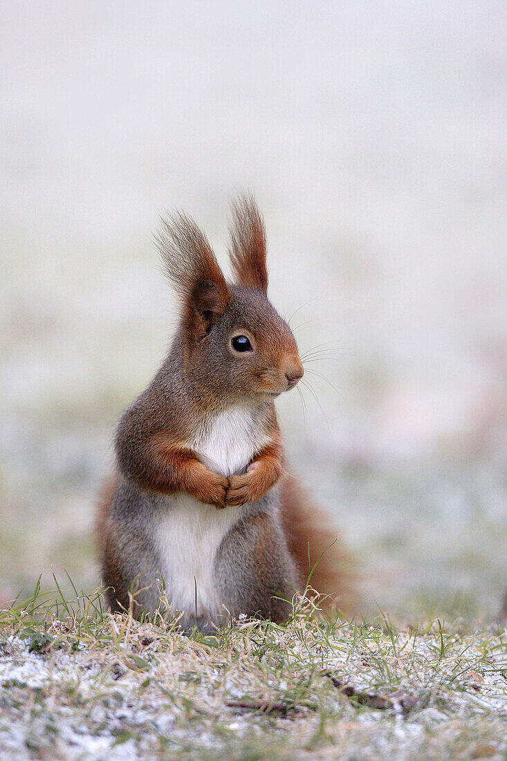 Red squirrel, Sciurus vulgaris, winter, Germany