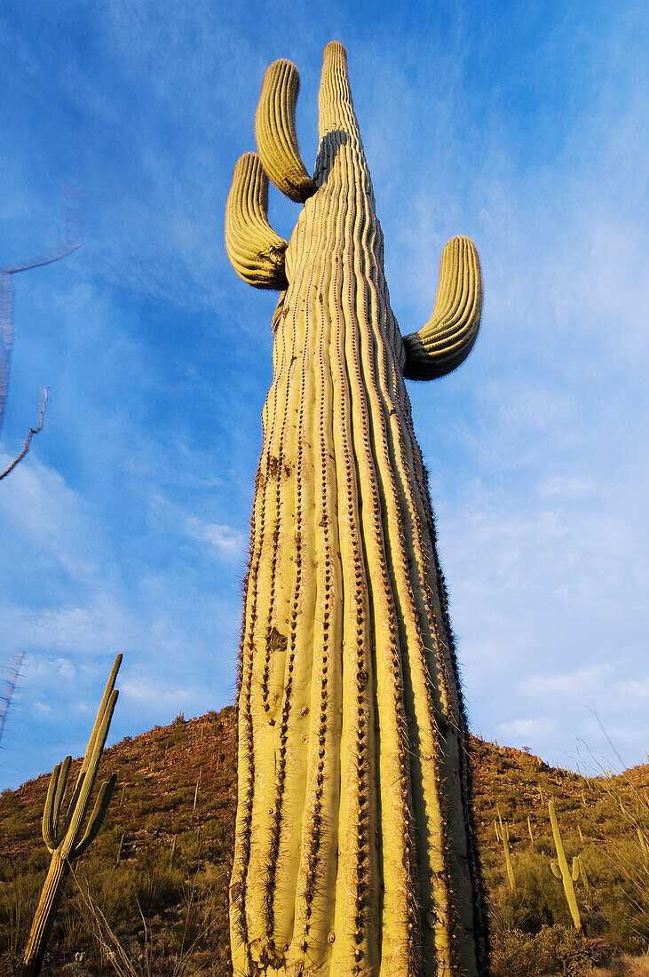 Saguaro tree (Carnegia gigantea), Arizona - Sonora desert, USA