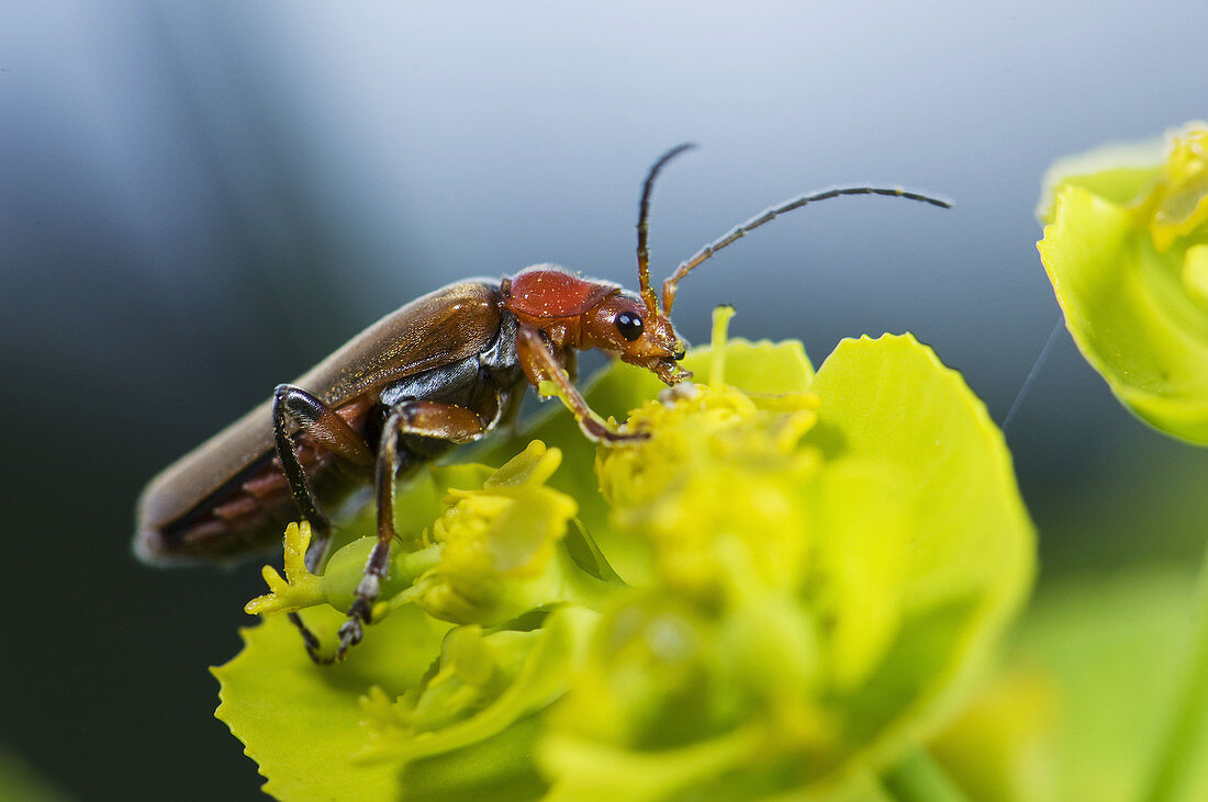 Cantharid beetle on Spurge flower
