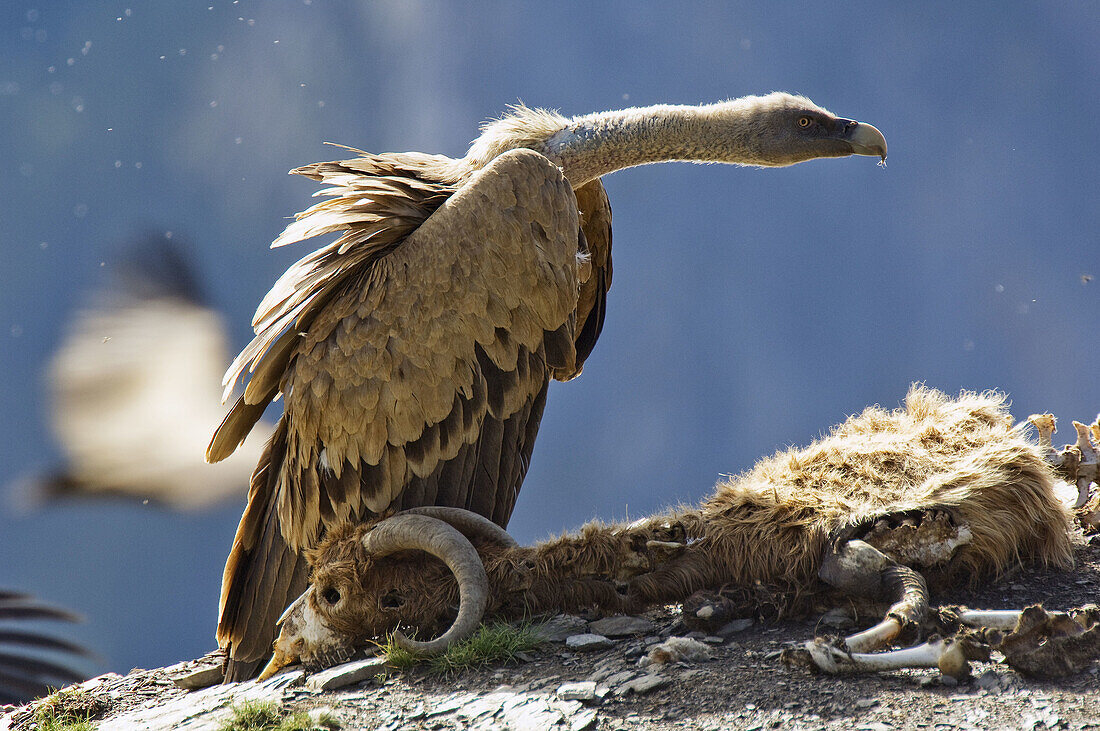 Griffon Vulture (Gyps fulvus) in a feeding facility for necrophagous birds, Ordesa NP, Spain