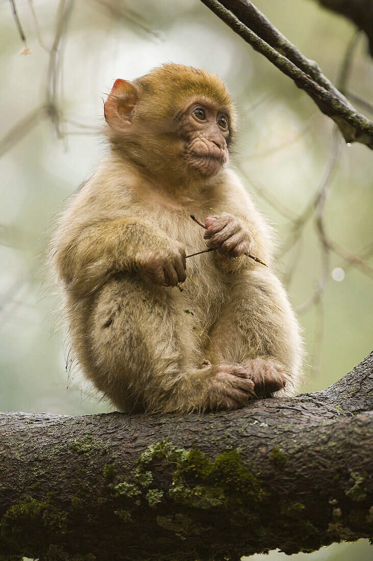 Baby Barbary Macaque (Macaca sylvanus), Azrou, Morocco
