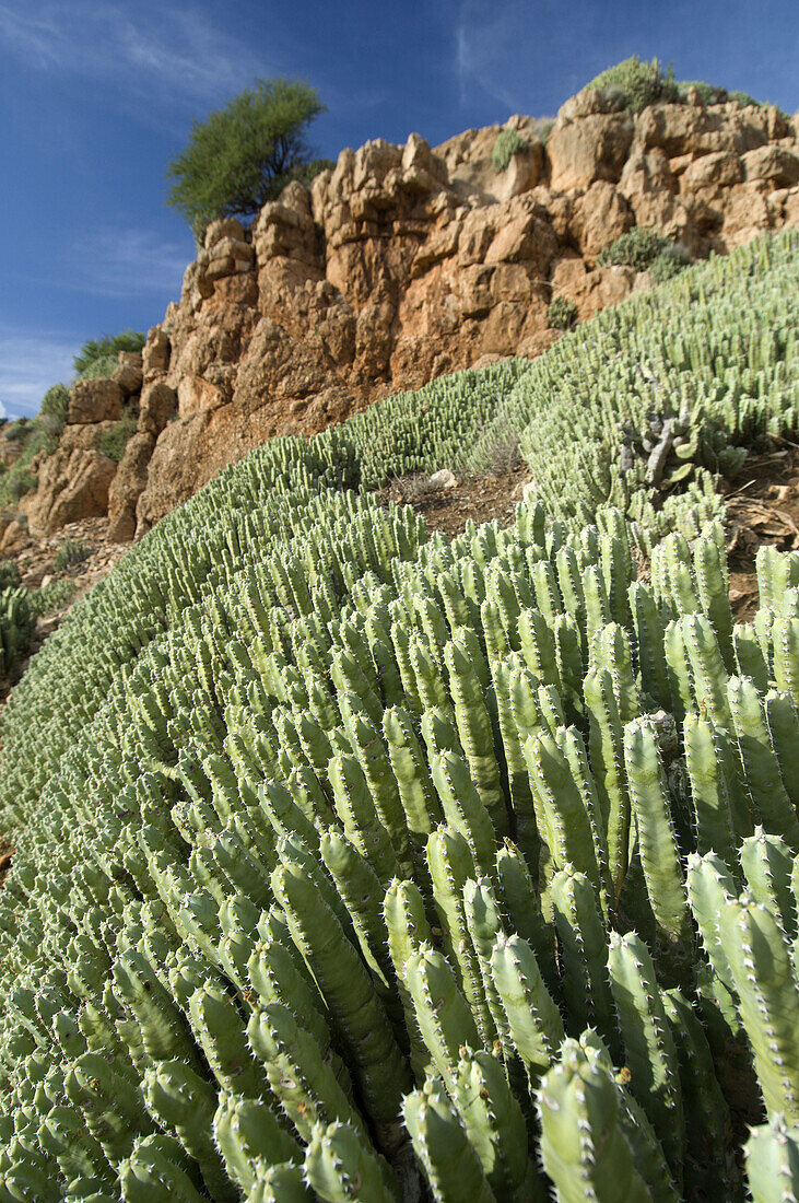 Spurges, Morocco