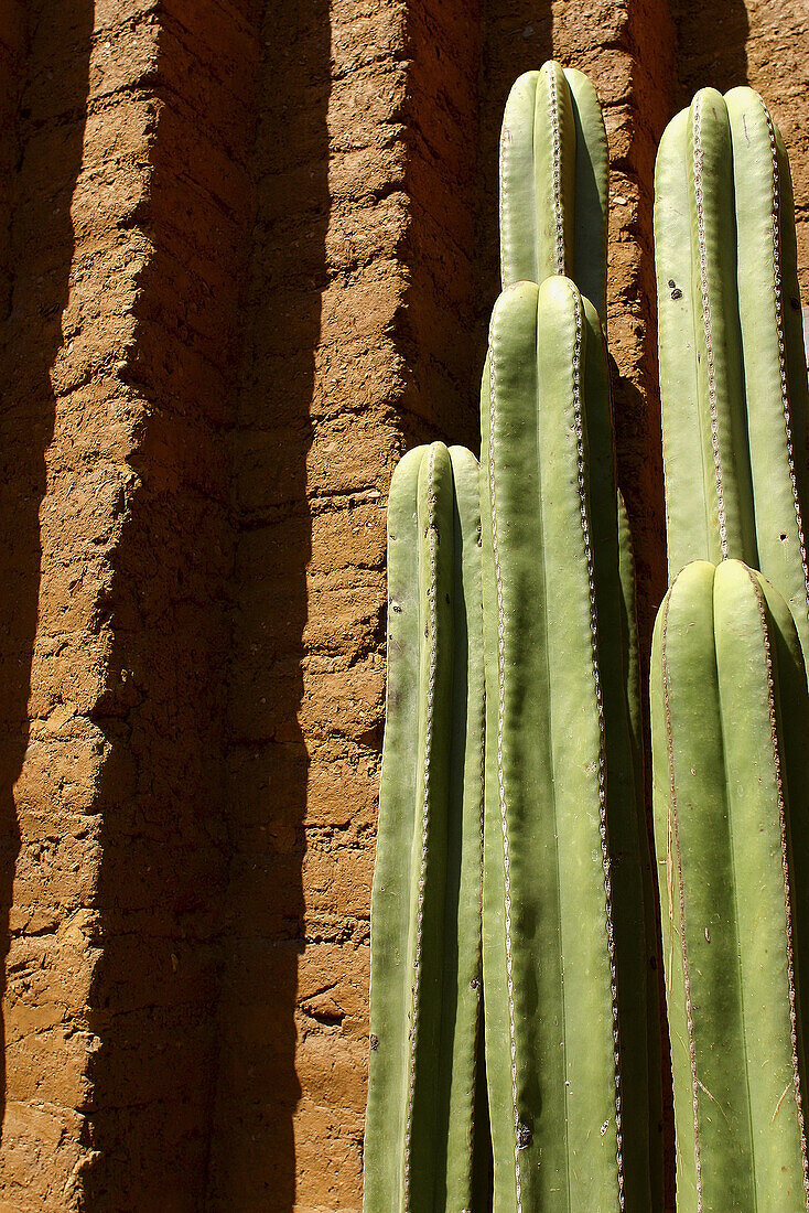 Cactus. Oaxaca. Mexico.