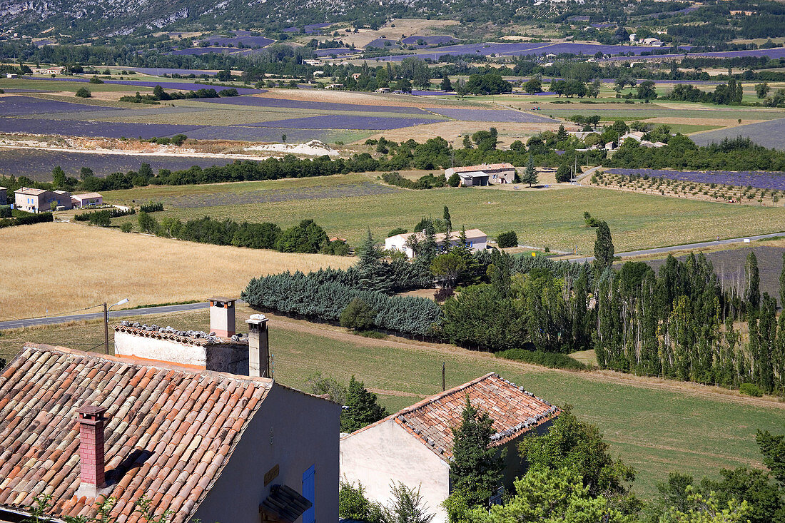 Lavende around the city of Sault in Vaucluse, Provence, France