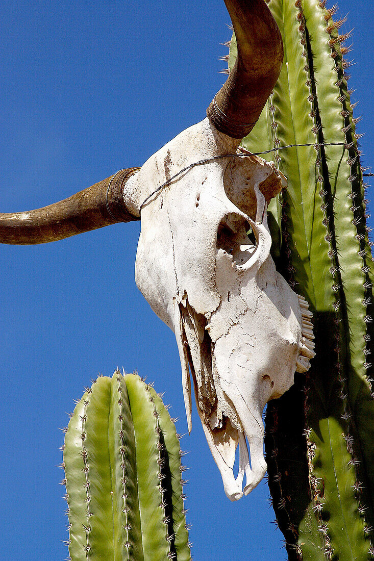 Cactus in Todos Santos, Baja California Sur, Mexico