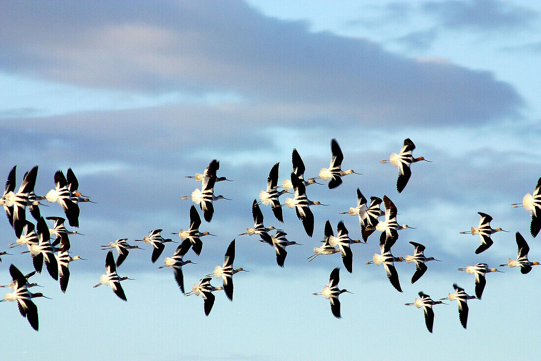 Birds flying in Baja California Sur, Mexico