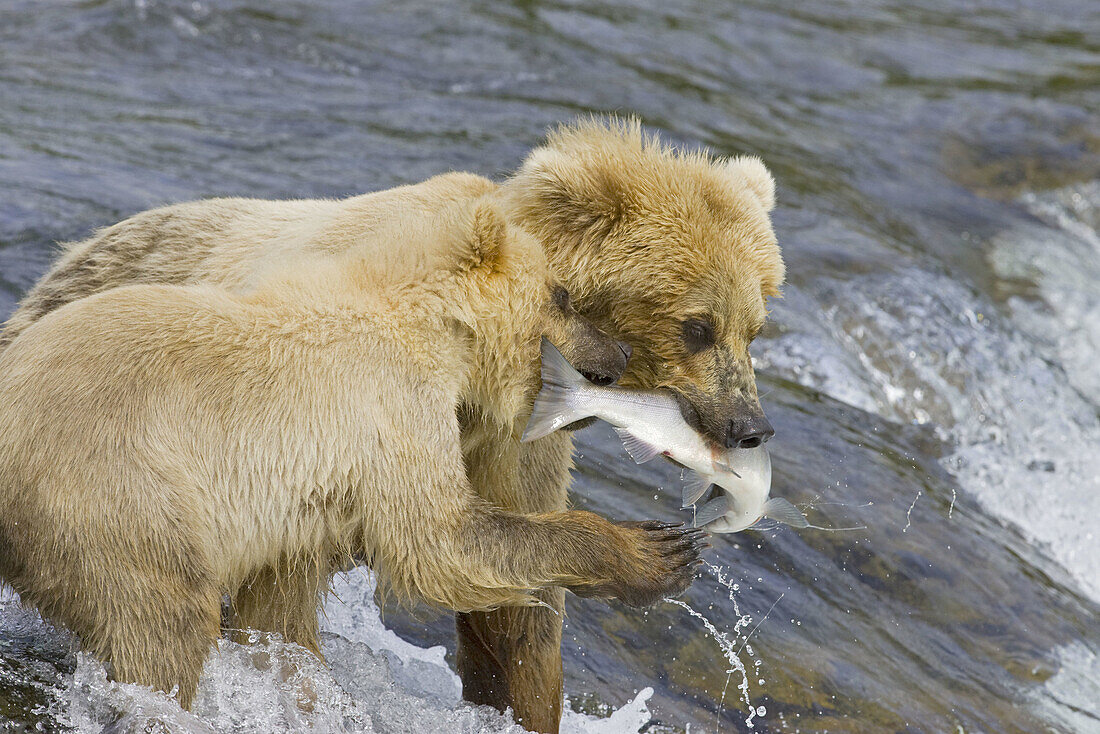 Adult Grizzly Bear catches a Salmon at Brooks Falls with Cub - Alaska, USA