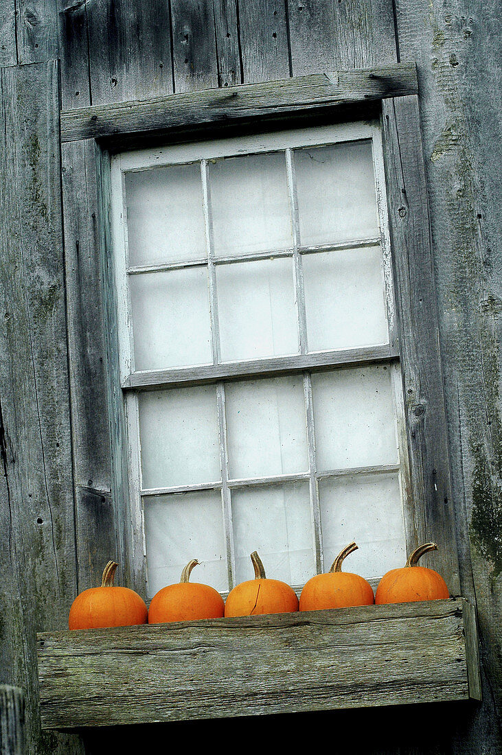 Pumpkins decorate a window on Halloweeen, Pennsylvania, USA