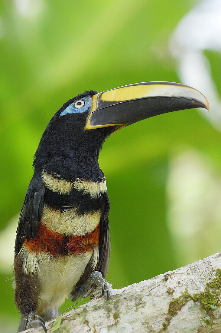 Napo river area, Napo Province, Amazon Basin, Ecuador, South America, Many-Banded Aracari (Pteroglossus pluricinctus). 2006