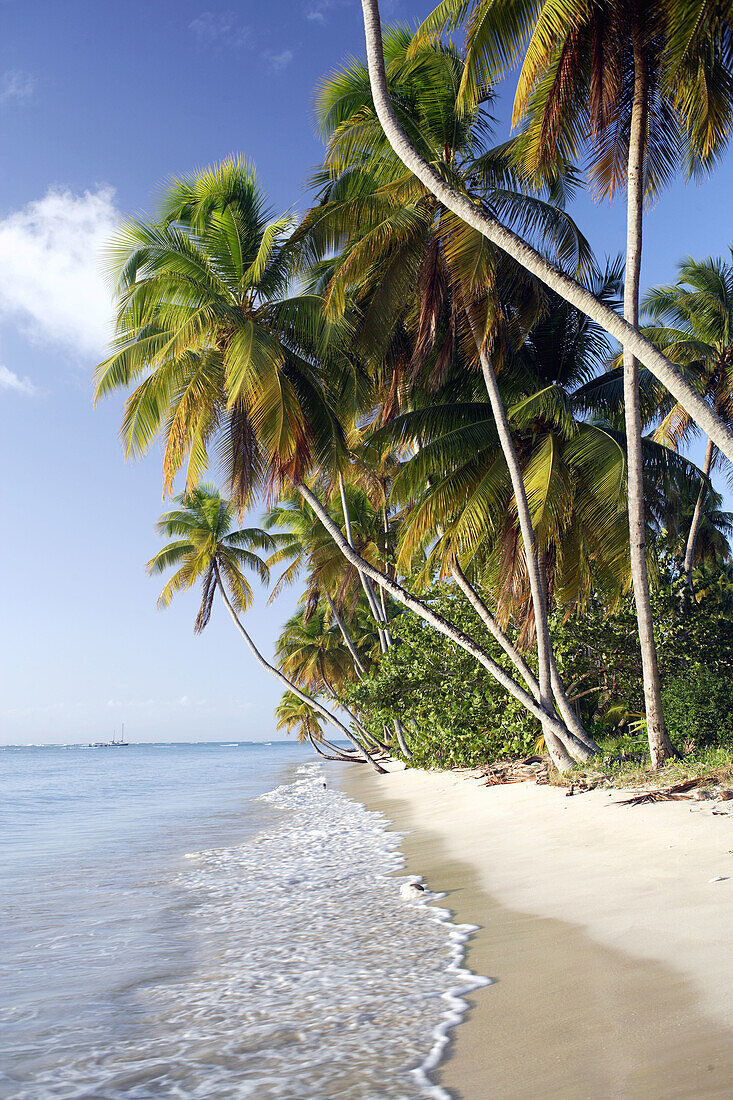 Coconut palm fringed beach at a sunny late afternoon at Pigeon Point, Tobago, Republic of Trinidad and Tobago, Americas