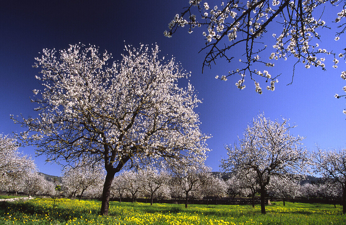 Amond tree blooming. Calvià, Majorca. Balearic Islands, Spain