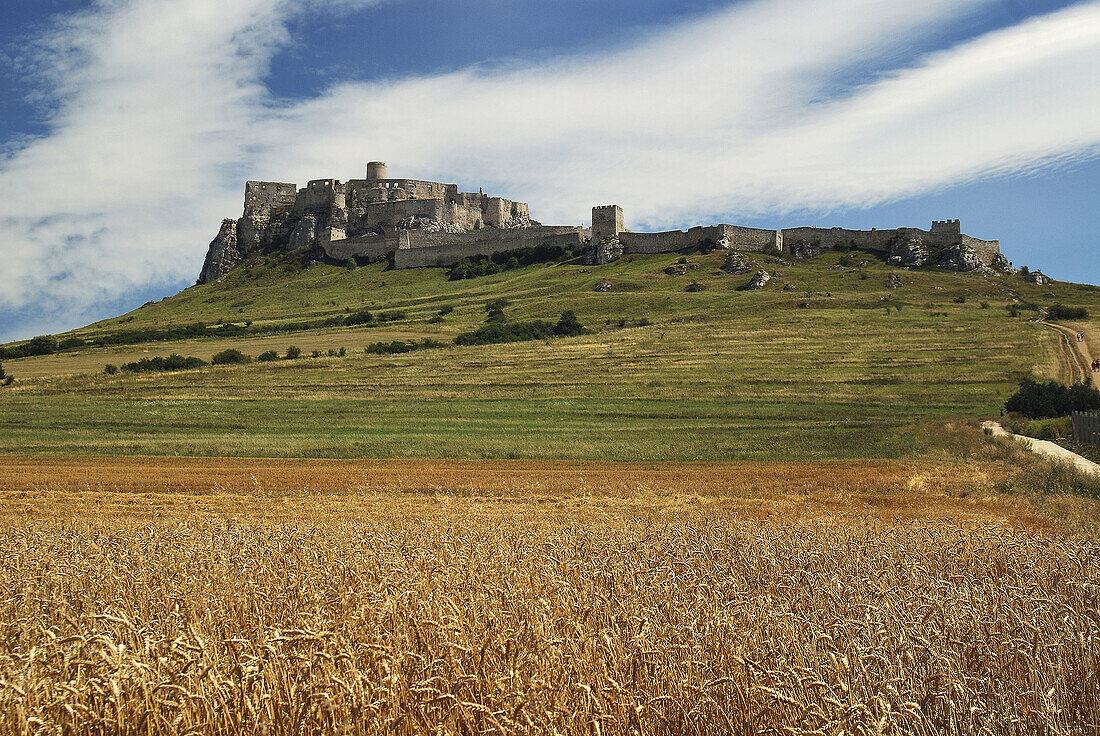 Wheat fields. Spiss castle. Slovakia