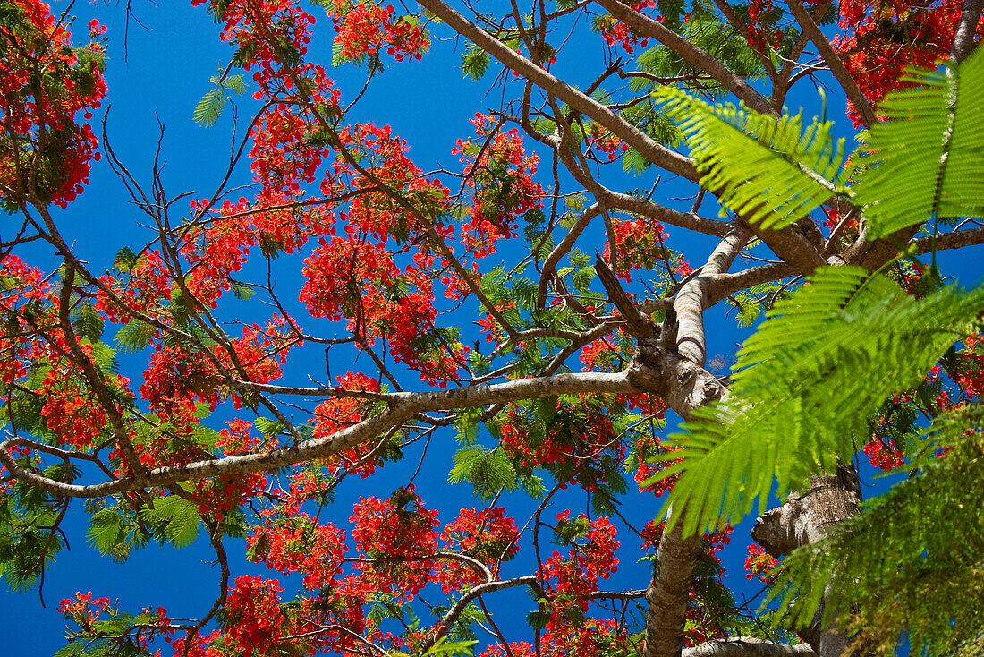Flammenbaum gegen blauen Himmel, Delonix regia, Havelock, Andamanen, Indien