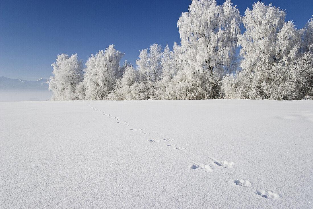 Tracks in snow, Upper Bavaria, Germany