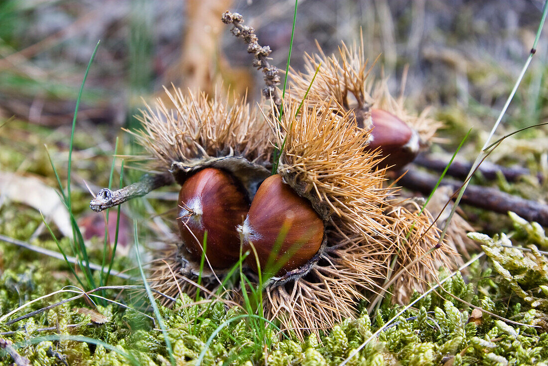 Reife Edelkastanien, Castanea sativa; Cevennen, Frankreich