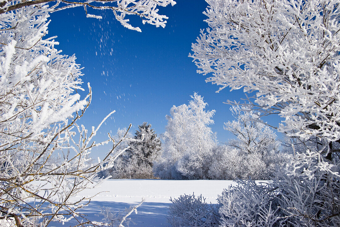 Winterlandschaft mit Bäumen bei Raureif, Oberbayern, Deutschland