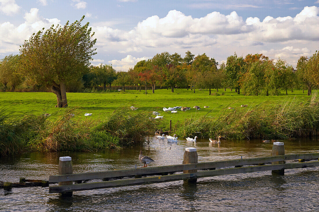 Idyllische Landschaft mit Gänsen und der Fluss Vecht unter Wolkenhimmel, Holland, Europa