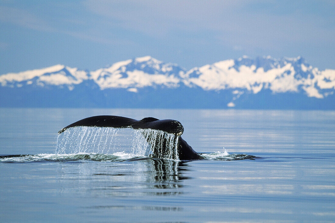 Schwanzflosse eines Wales ragt aus dem Wasser, Inside Passage, Alaska, USA