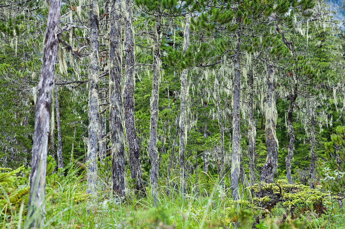 Pine trees covered with bearded lichens, Mitkof Island, Southeast Alaska, USA