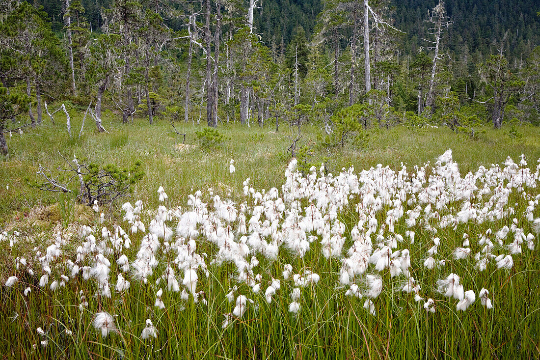 Moor mit Wollgras, Mitkof Island, Südost Alaska, USA