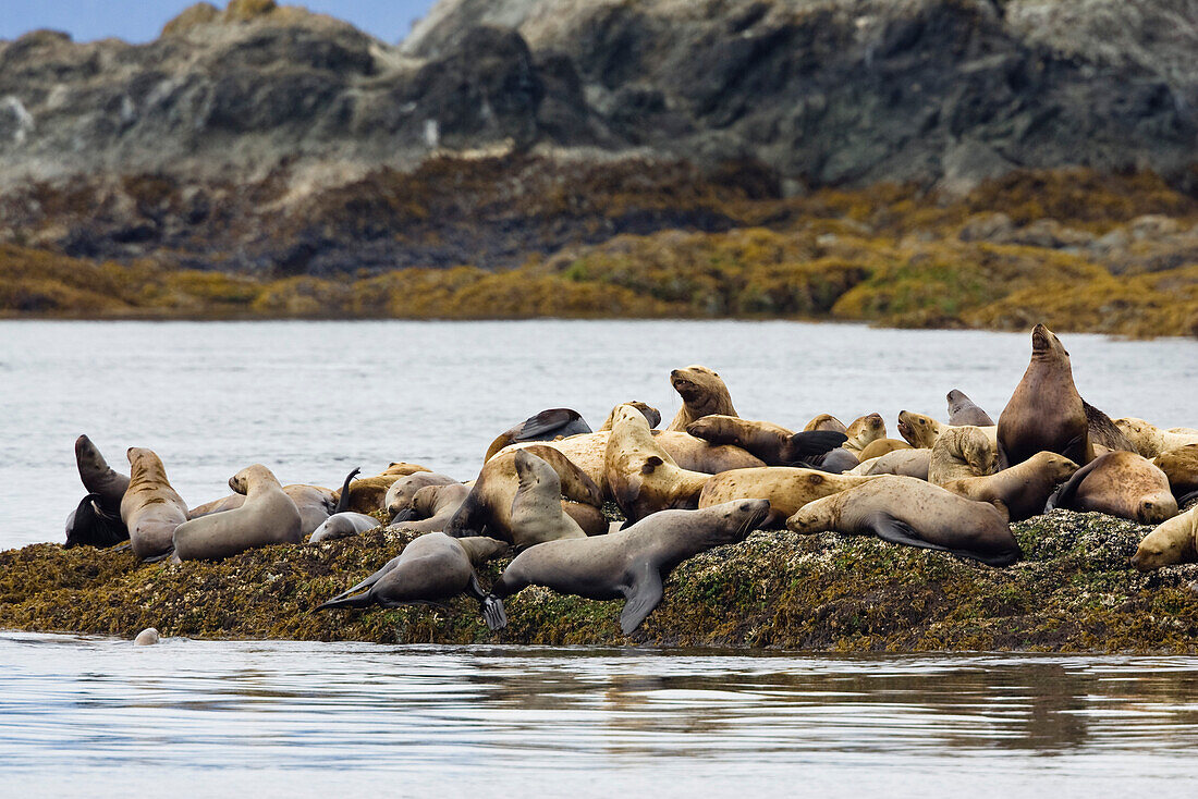 Steller Sea Lions on a little island, Eumetopias jubatus, Inside Passage, Alaska, USA