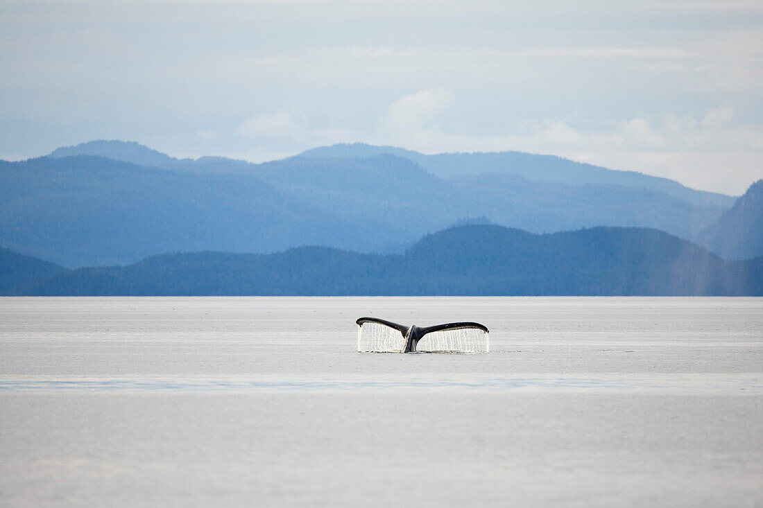 Die Schwanzflosse eines Buckelwals ragt aus dem Wasser, Megaptera novaeangliae, Inside Passage, Alaska, USA