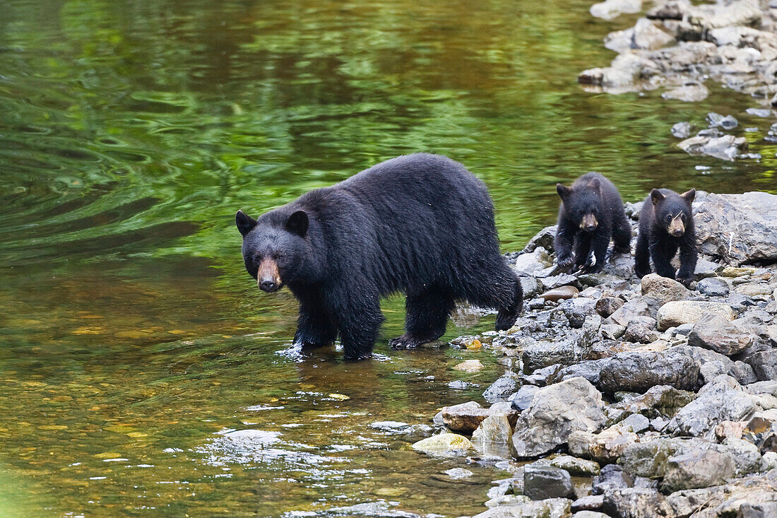 Schwarzbärenweibchen mit Jungen am Wasser, Ursus americanus, Alaska, USA