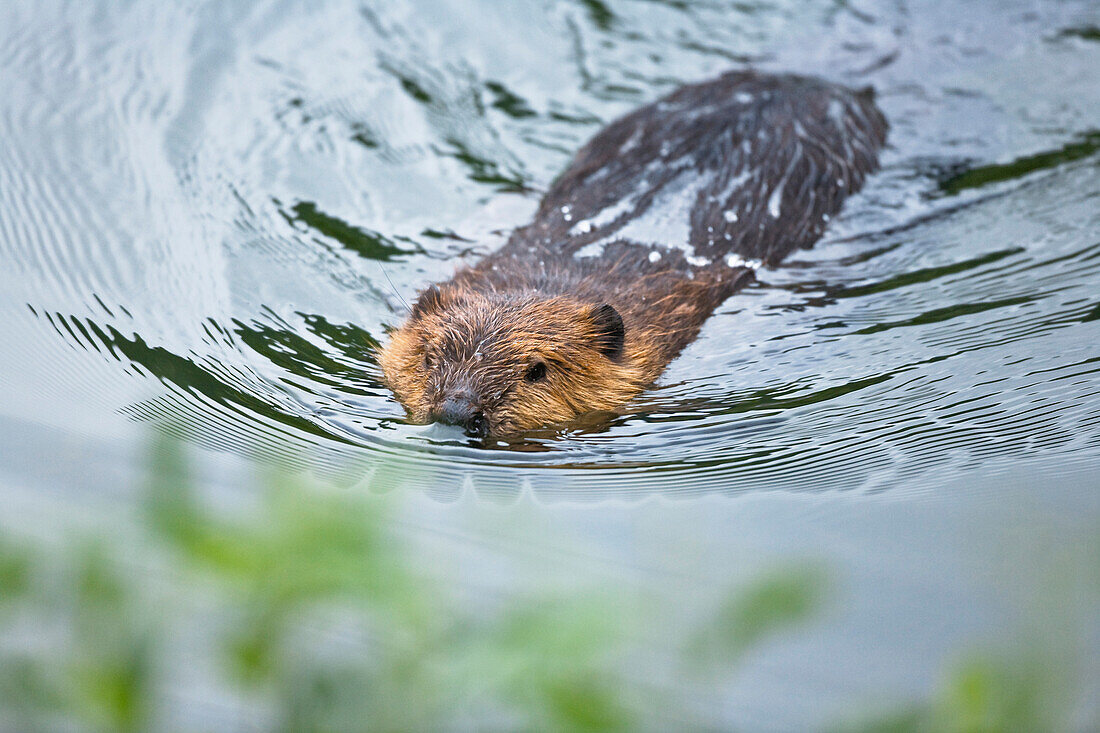 A beaver swimming through a stream, Castor fiber, Alaska, USA