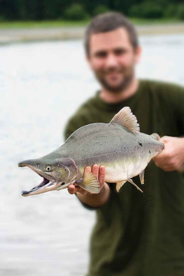 A man showing a salmon, Onocorhynchus nerka, Alaksa