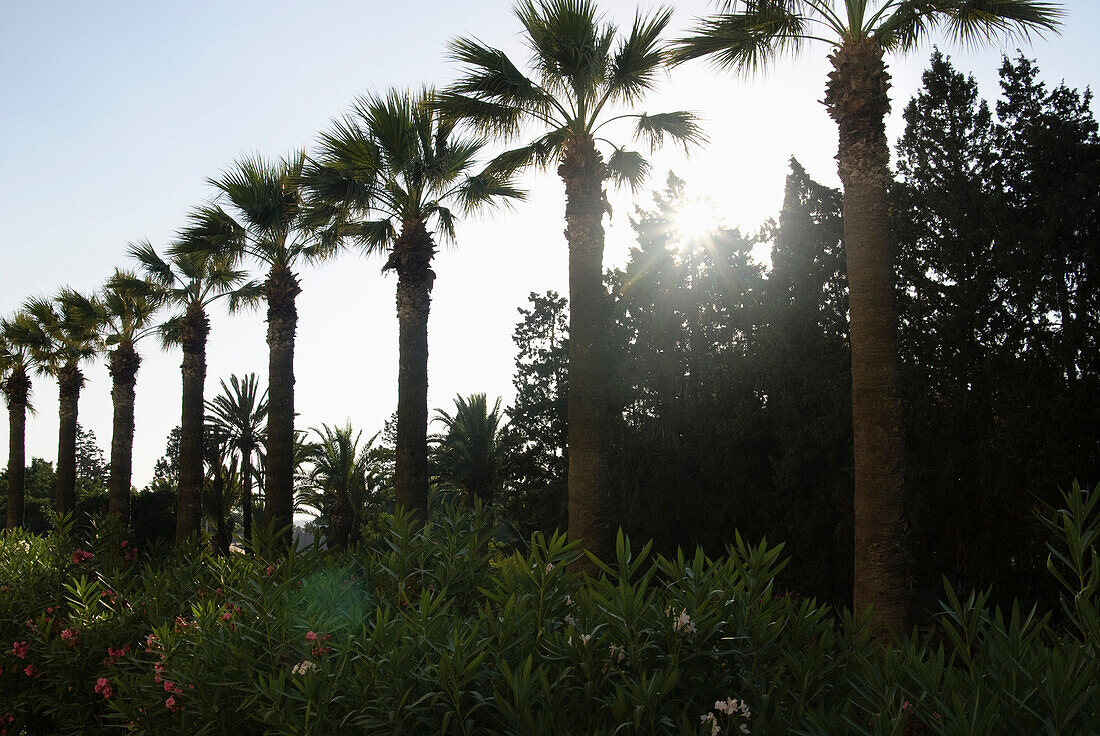 Palmen im Sonnenlicht, Hammamet, Gouvernorat Nabeul, Tunesien, Afrika