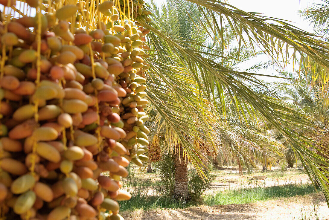 Date palms in the sunlight, Tozeur, Gouvernorat Tozeur, Tunisia, Africa