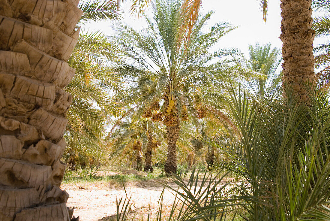 Dattelpalmen im Sonnenlicht, Tozeur, Gouvernorat Tozeur, Tunesien, Afrika